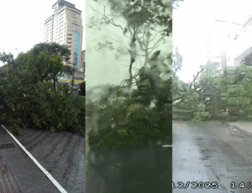 Ventos fortes derrubam árvores e mobilizam equipes na Grande Florianópolis