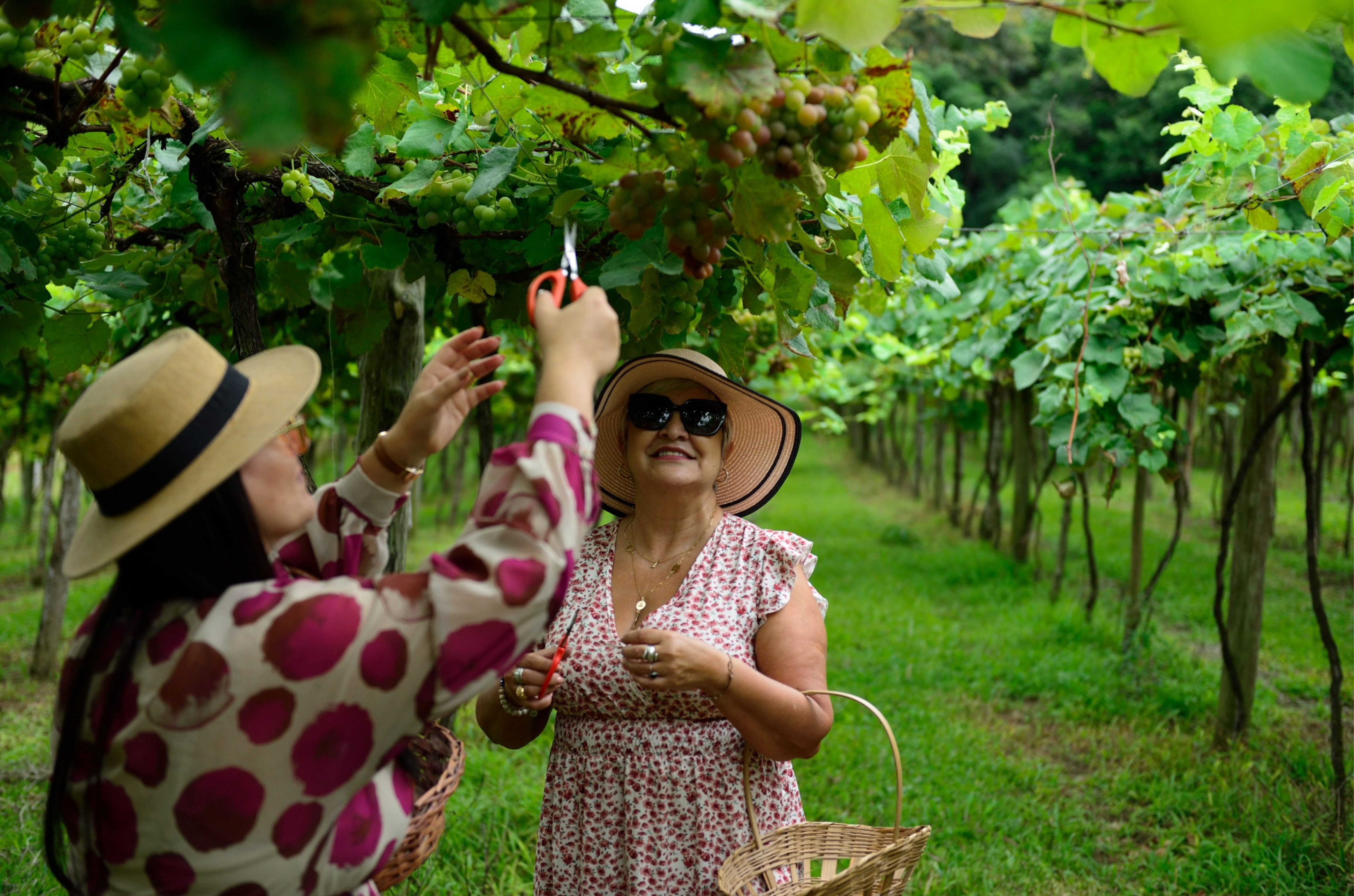 XVIII Vindima Goethe celebra colheita e vinhos com DO no Sul de SC