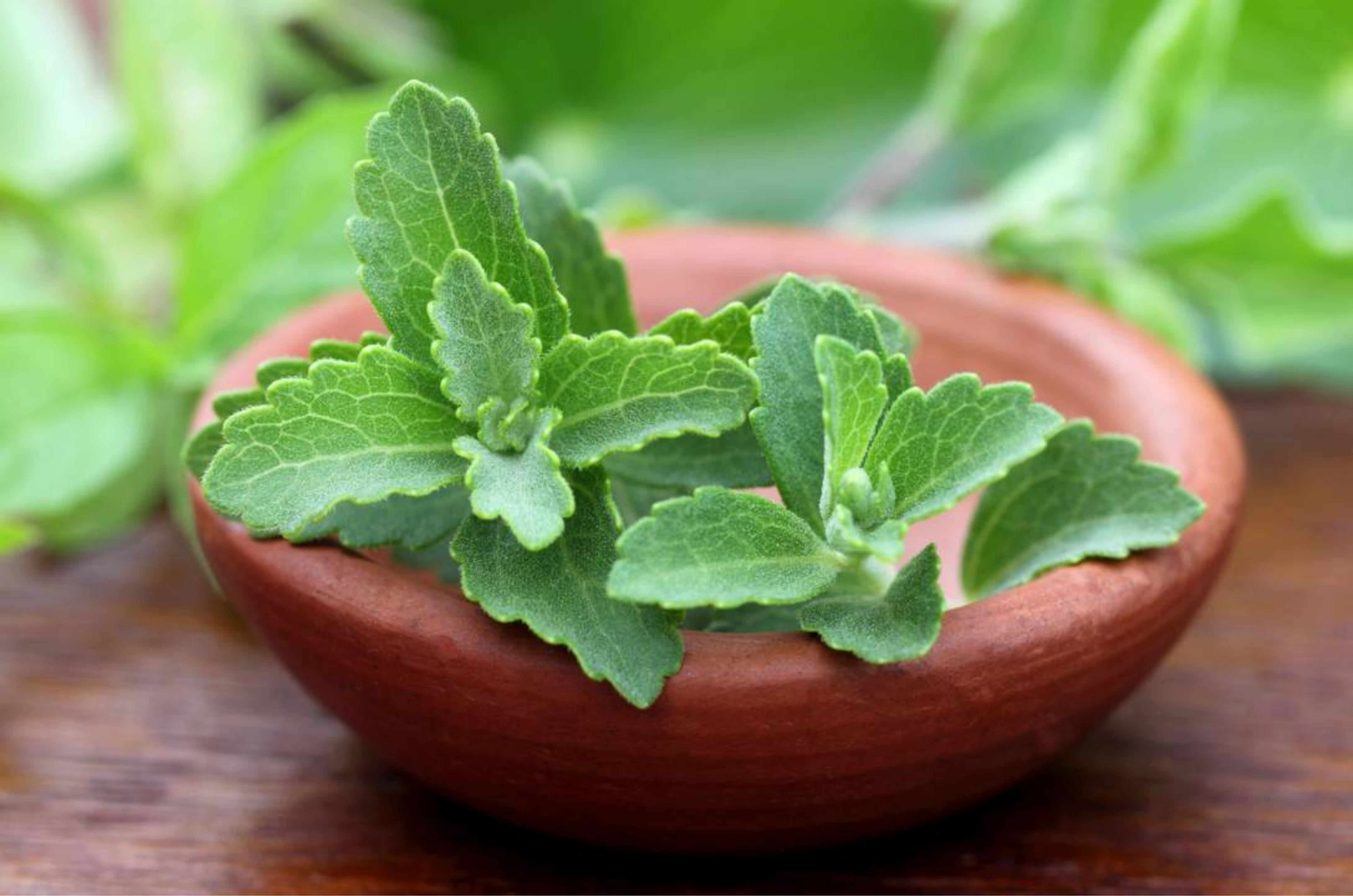 Adeus ao açúcar: aprenda a cultivar estévia em vaso em casa