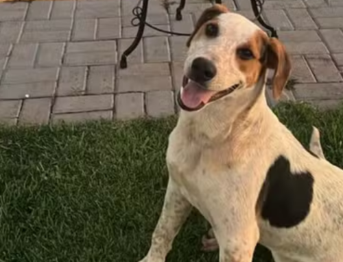 Cachorro comunitário morre após ser baleado no oeste do Paraná