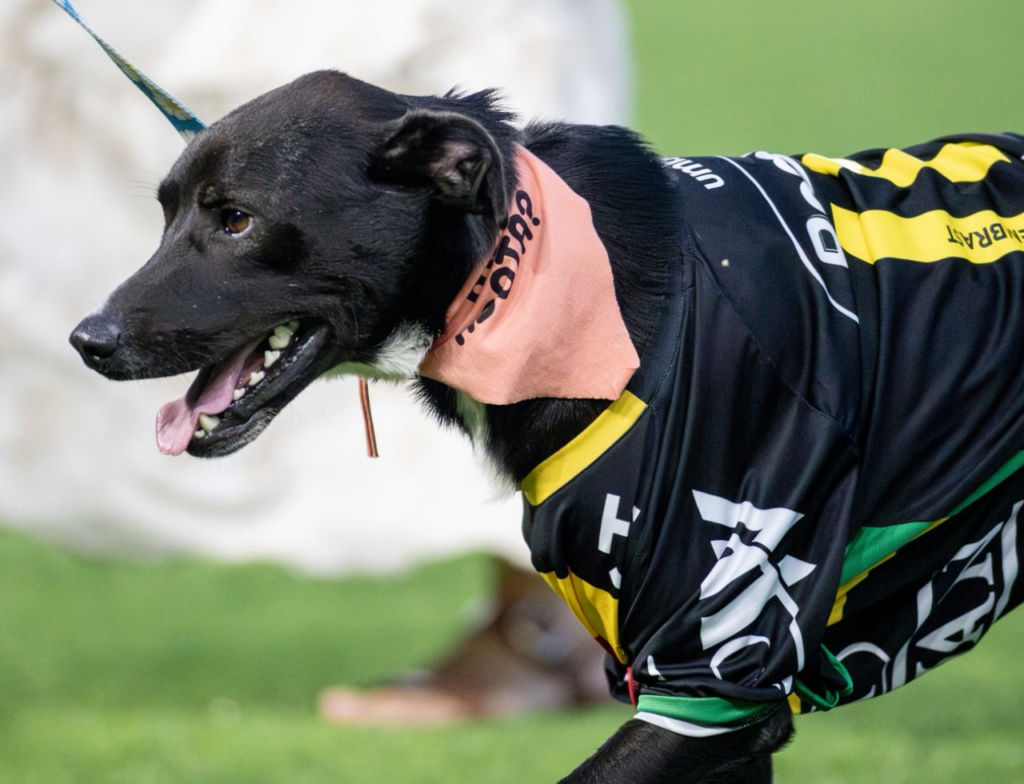 Campanha do Brusque arrecada 189 kg de ração em prol da causa animal