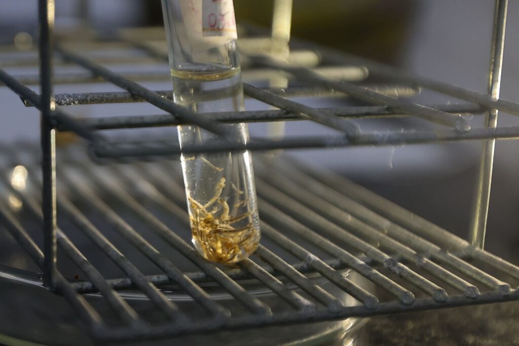 Casos prováveis de dengue crescem 73% em Santa Catarina