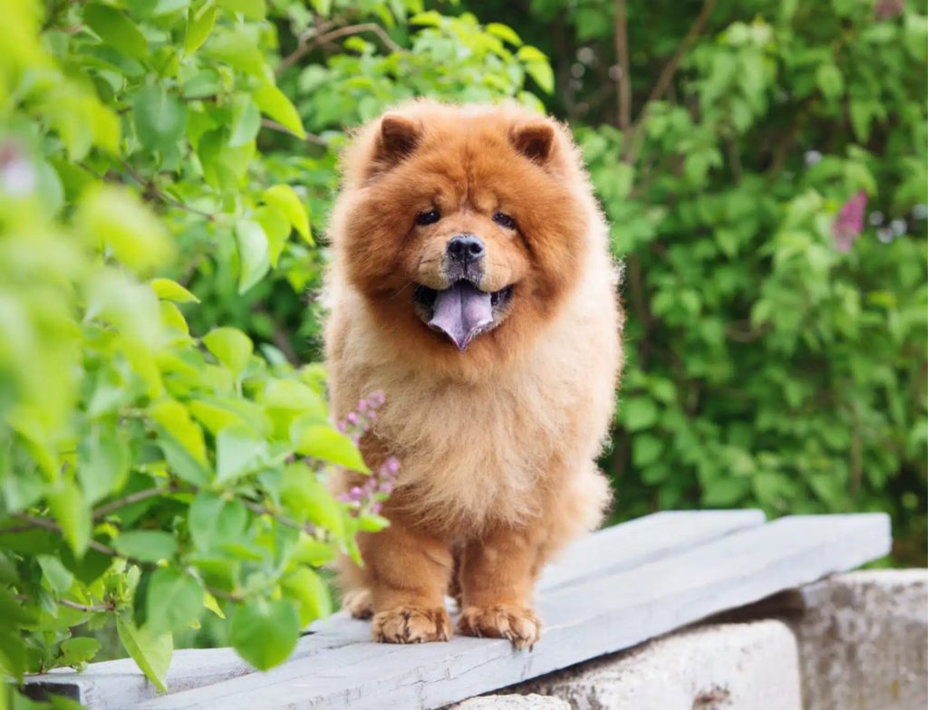 Raças de cães mais calmas são ideais para quem busca tranquilidade em casa