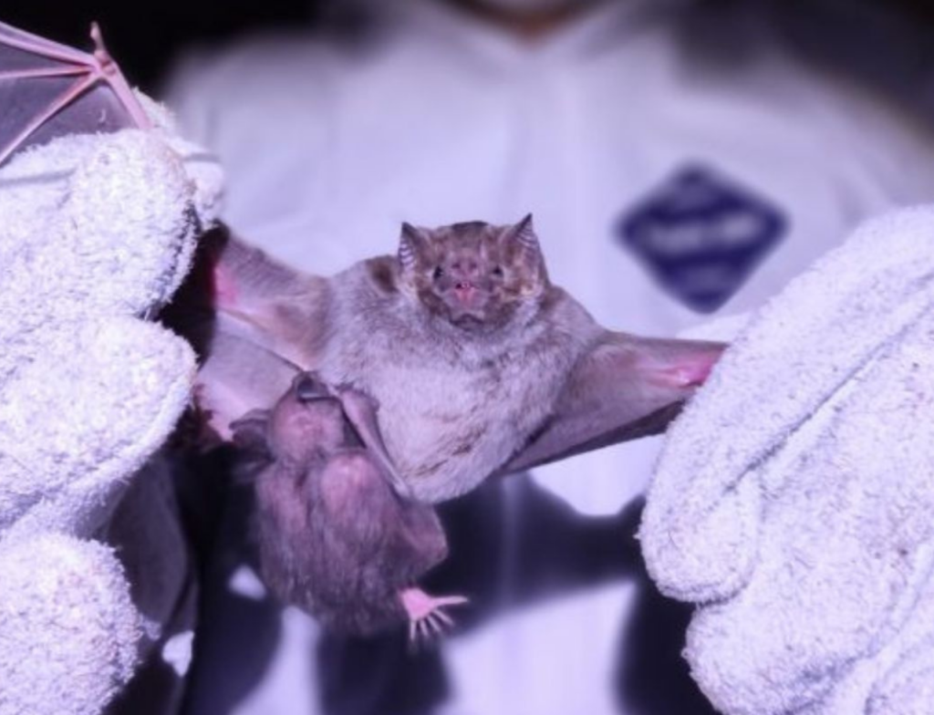 Aumento de casos de raiva animal acende alerta para controle de morcegos em SC