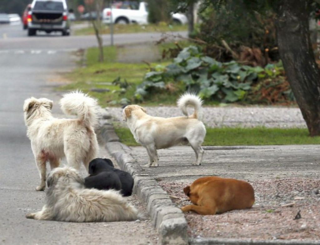 Animais soltos nas ruas desafiam saúde pública no Sul de SC