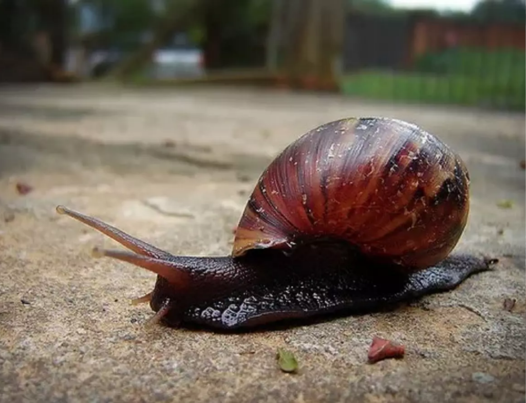 Caramujo africano é flagrado no Centro de Imbituba