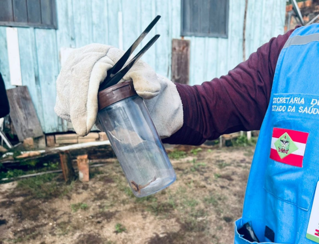 Gravatal intensifica combate ao escorpião-amarelo após aumento de registros