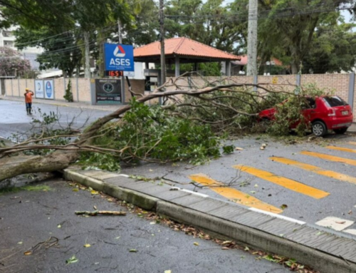 Ventos de até 65 km/h derrubam árvores em Tubarão