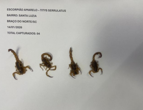 Escorpião-amarelo mobiliza vigilância em Gravatal e Braço do Norte