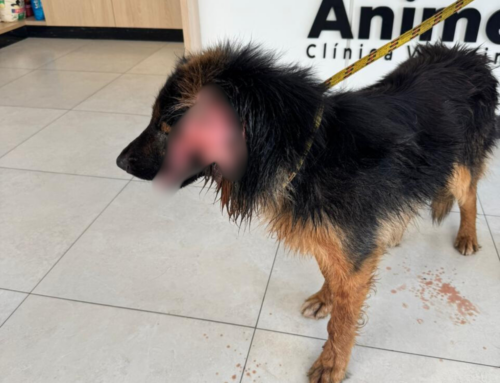 Cão é resgatado após ser encontrado amarrado e ferido em Jaguaruna