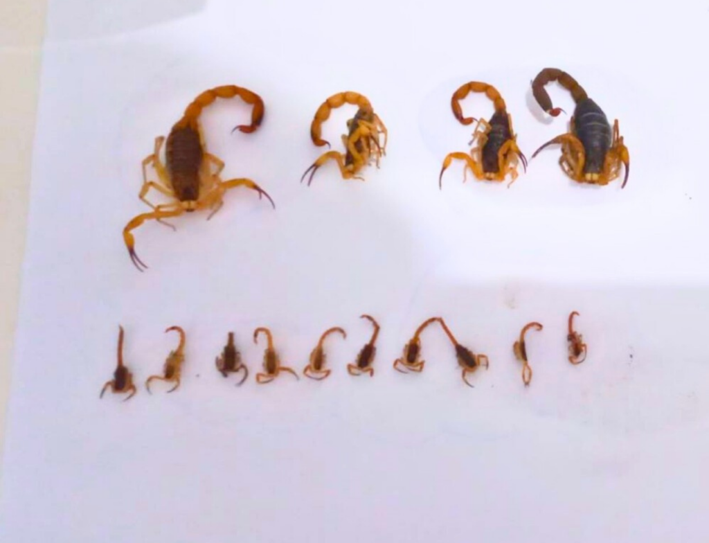 Gravatal intensifica captura de escorpiões-amarelos no bairro Termas