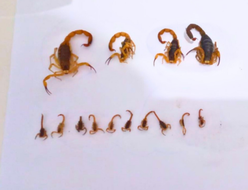 Gravatal intensifica captura de escorpiões-amarelos no bairro Termas