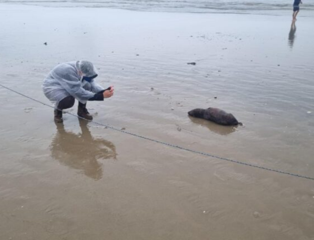 Unesc monitora 53 km de praias no Sul de SC em projeto ambiental federal