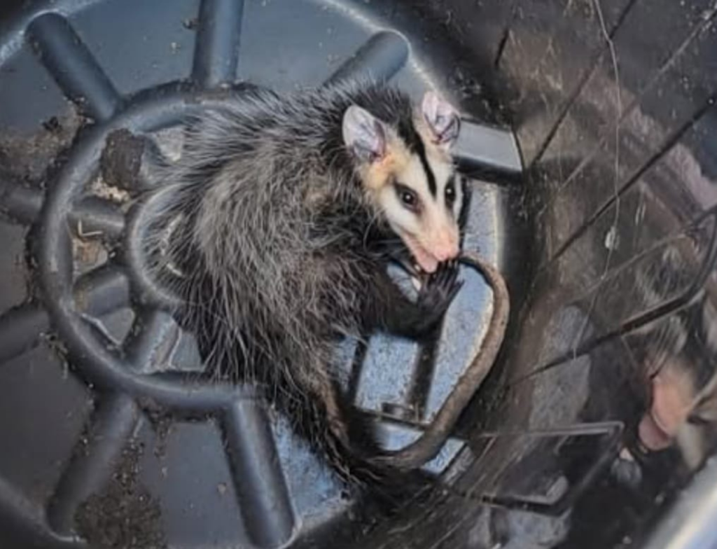 Gambá é flagrado em meio ao lixo em Tubarão e acende alerta ambiental
