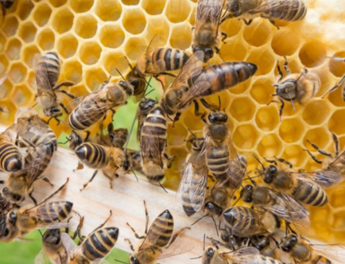 Mulher é atacada por abelhas nas dunas de Ibiraquera, em Imbituba