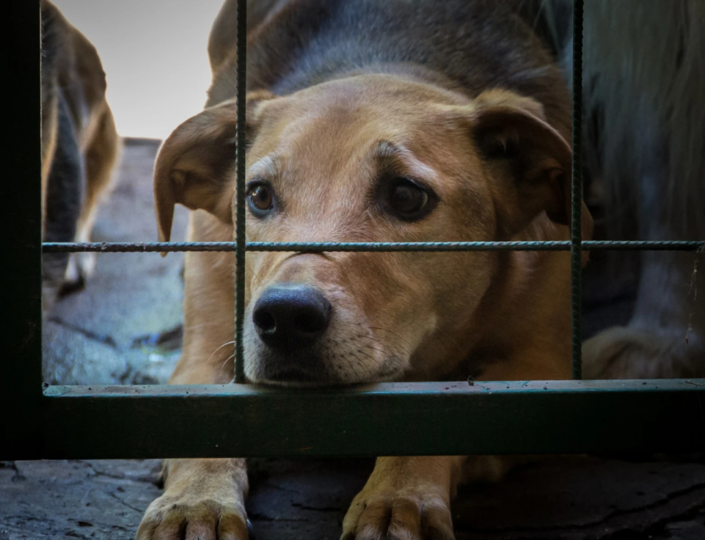 Delegado explica o que configura maus-tratos e reforça punições mais duras em SC. Foto: Divulgação