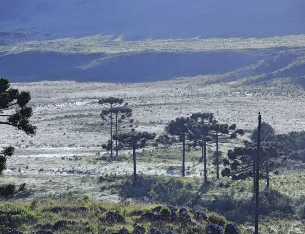 Geada surpreende Serra Catarinense em pleno verão e congela paisagem em São Joaquim