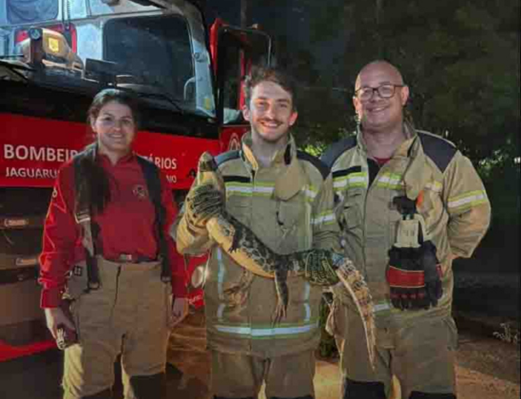 Jacaré é capturado em condomínio residencial de Jaguaruna