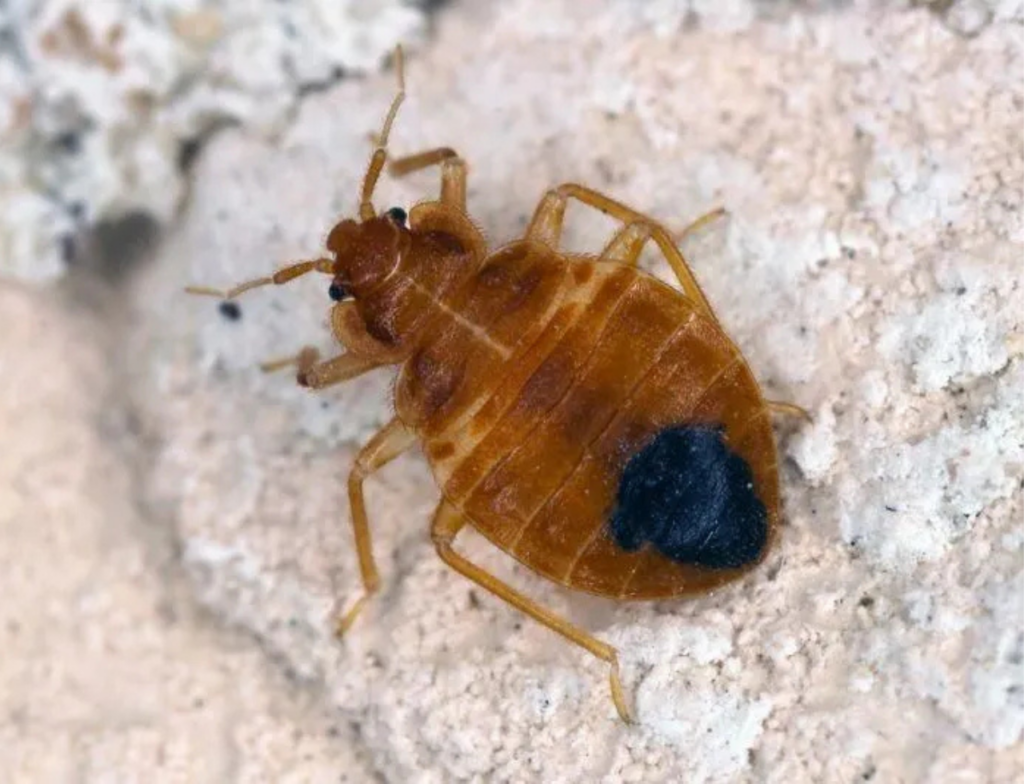 Percevejos de cama: sinais, mitos e erros que agravam a infestação