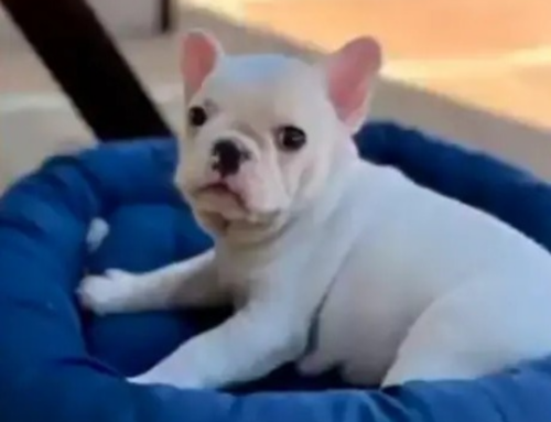 Filhote furtado em Palhoça é devolvido à família após uma semana