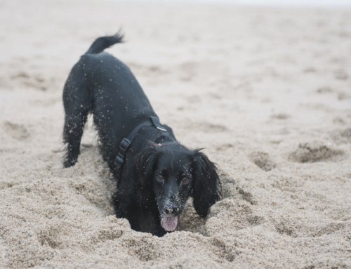 Florianópolis vai liberar circulação de cães em duas praias da Capital