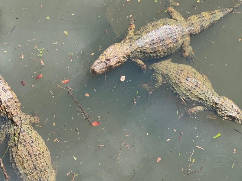 Grupo de jacarés chama atenção em mangue próximo a shopping de Florianópolis