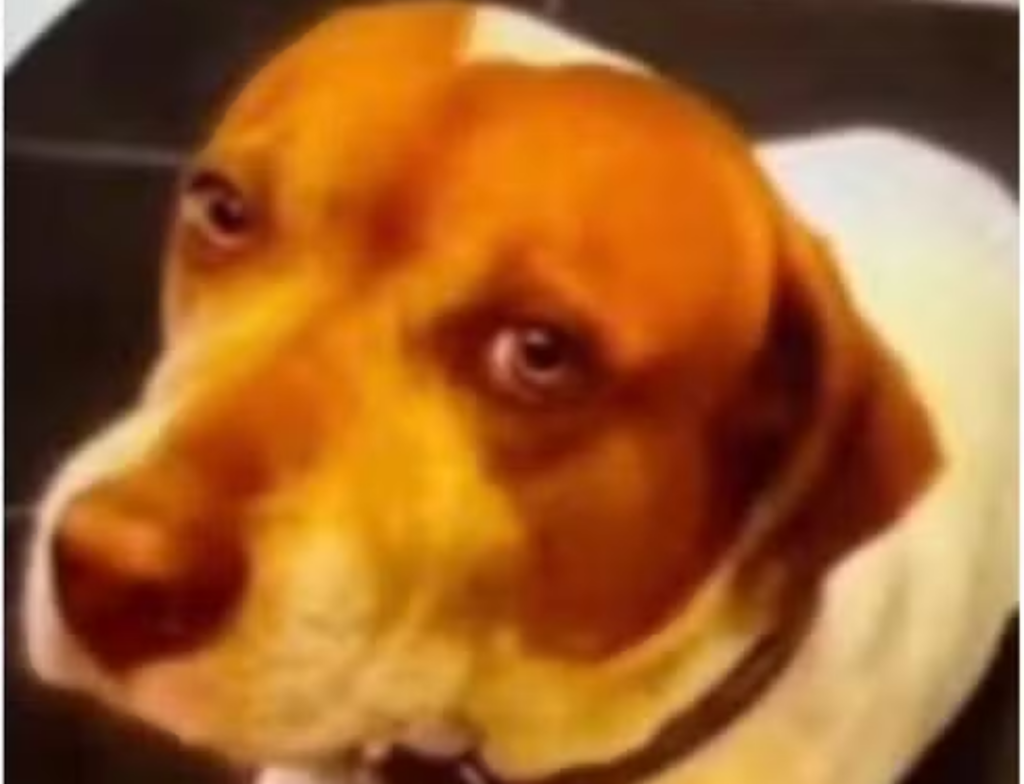 Homem é investigado após matar cachorro a tiros em ponto de ônibus em SP