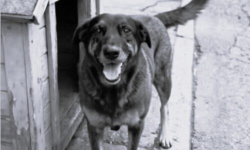 Caso Orelha: o que se sabe sobre a morte do cão na Praia Brava