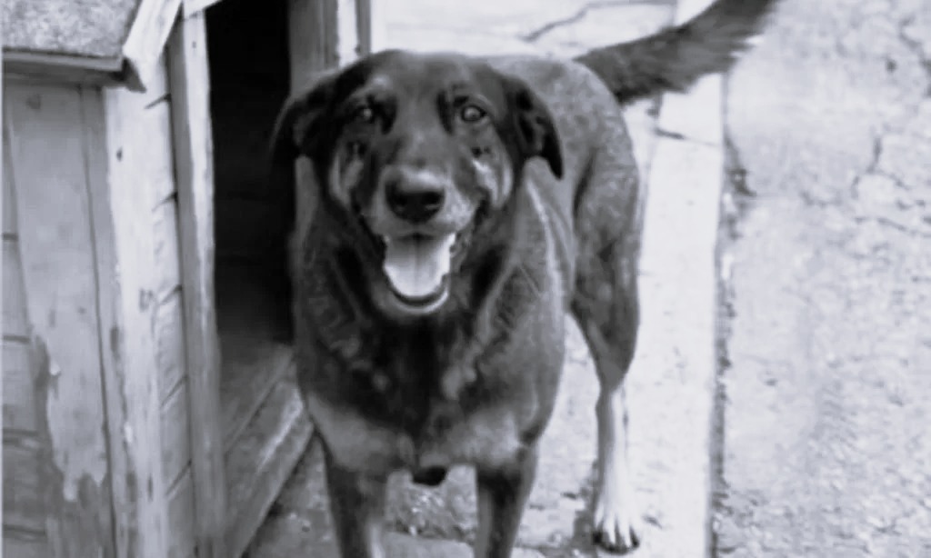 Hospital Veterinário Municipal de Florianópolis terá nome do cão Orelha - Foto: Reprodução