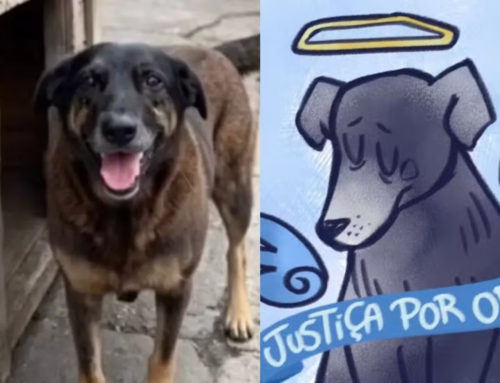 Investigação sobre morte do cão Orelha avança e mira adolescentes