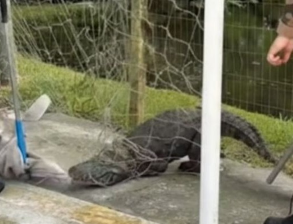 Jacaré fica preso em trave de futebol e é resgatado em condomínio de Florianópolis