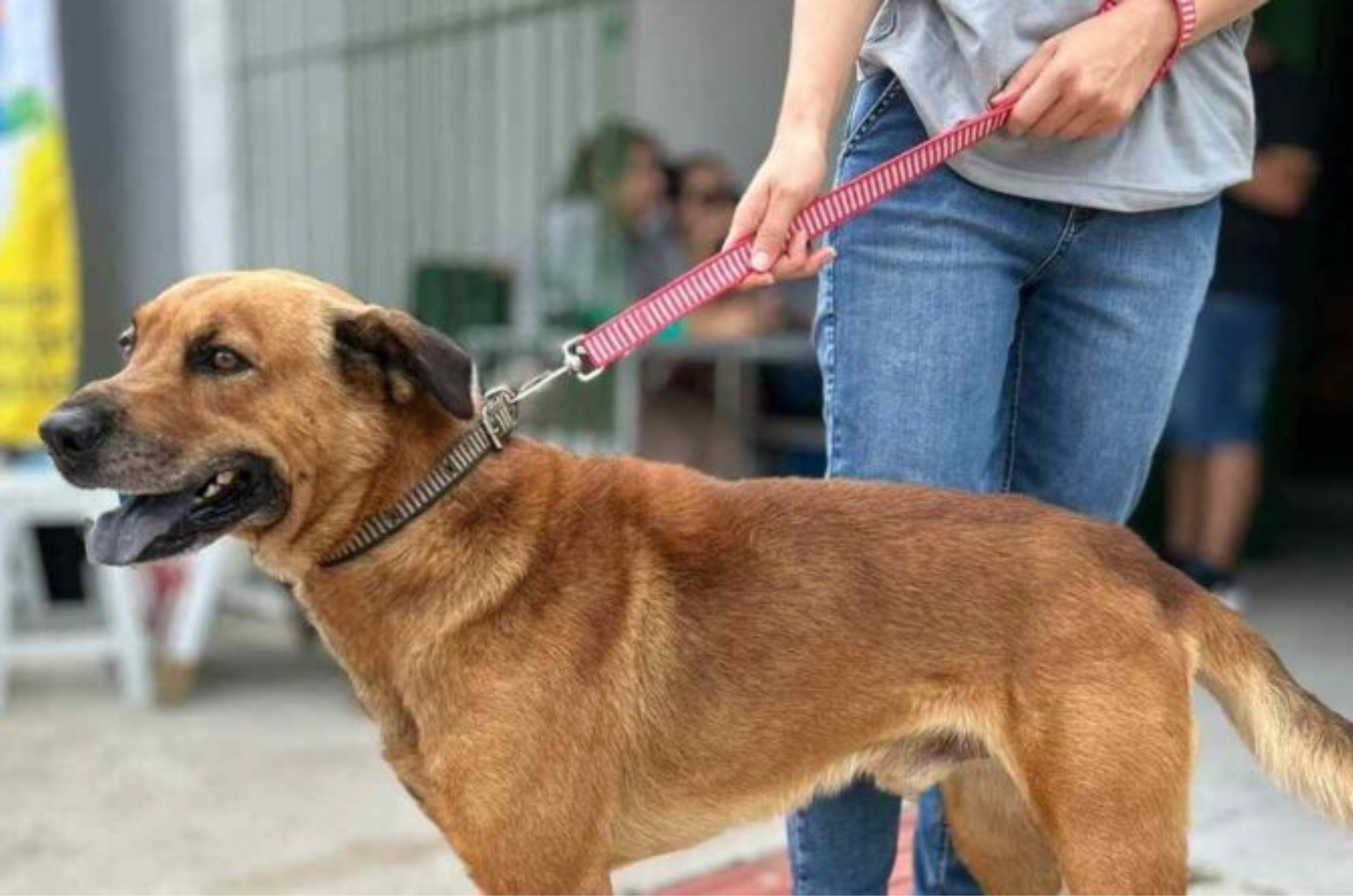 Laguna avança em mutirões de castração e mira 800 procedimentos até abril