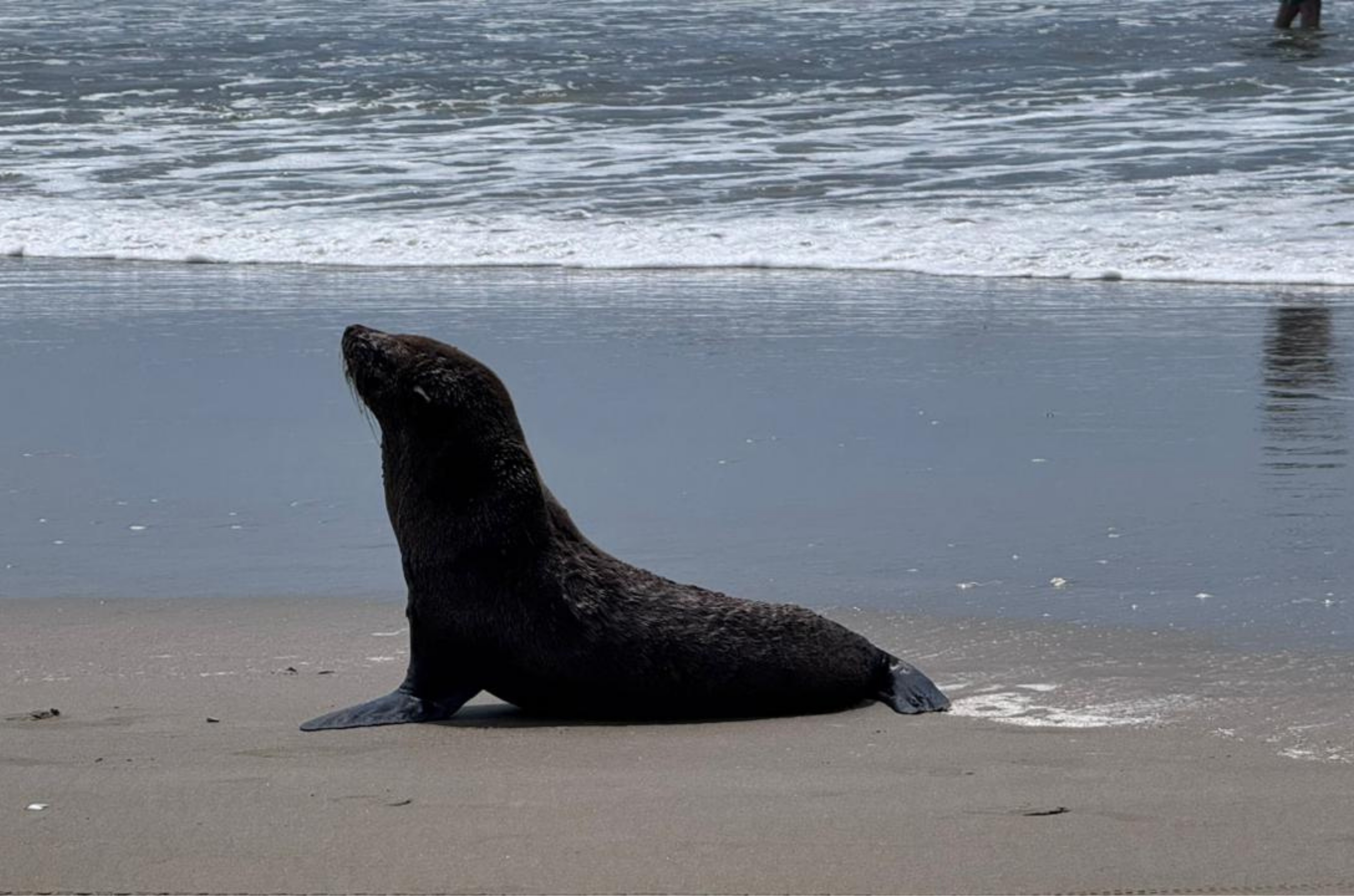 Lobo-marinho permanece em praia do Balneário Rincão e preocupa moradores