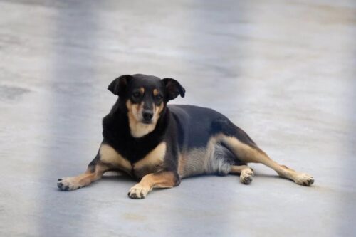 Nova lei reforça proteção a cães e gatos comunitários em Santa Catarina