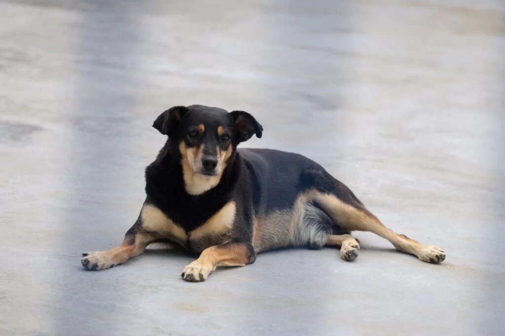Nova lei reforça proteção a cães e gatos comunitários em Santa Catarina - Foto: Thiago Kaue / SECOM
