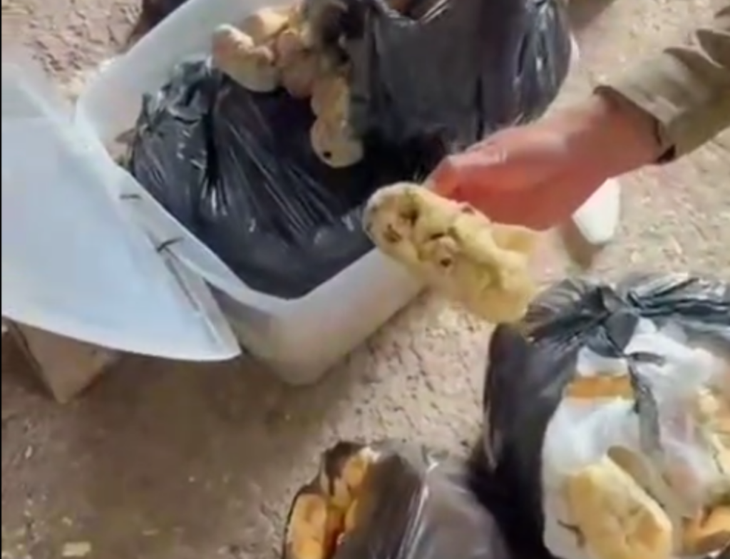 Operação Ordem na Orla apreende 54 carrinhos irregulares em Florianópolis