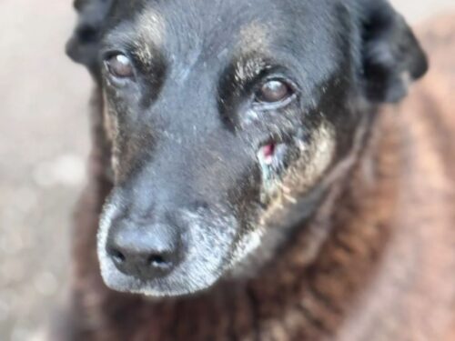 Polícia Civil cumpre mandados em investigação da morte do cão Orelha em Florianópolis