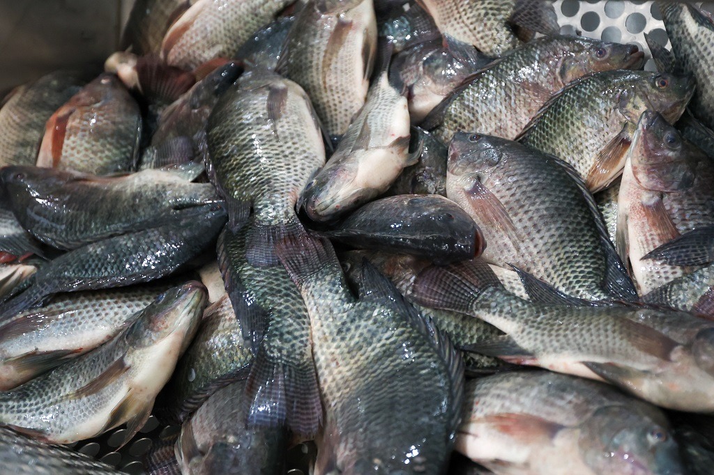 SC mantém proibição da venda de tilápia importada do Vietnã