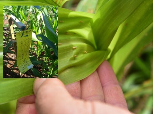 SC registra alta na presença de cigarrinhas-do-milho pela terceira semana