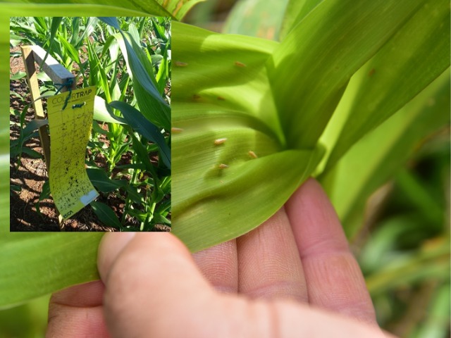 SC registra alta na presença de cigarrinhas-do-milho pela terceira semana