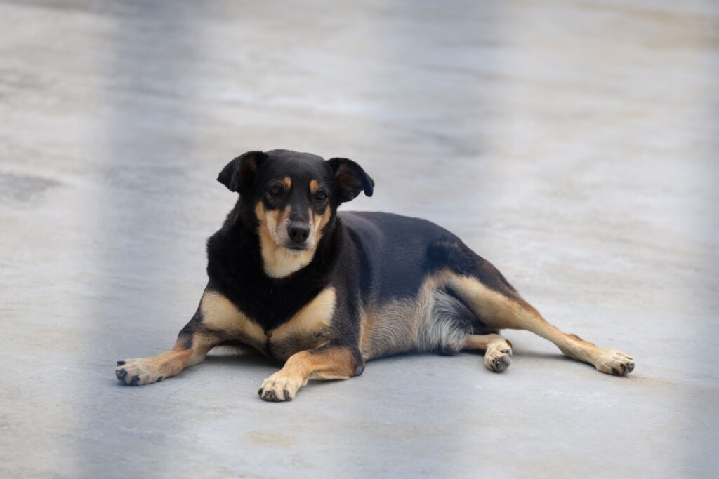 SC sanciona lei que reconhece e protege cães e gatos comunitários