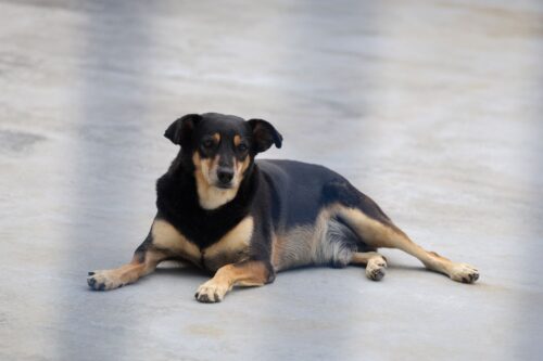 SC sanciona lei que reconhece e protege cães e gatos comunitários