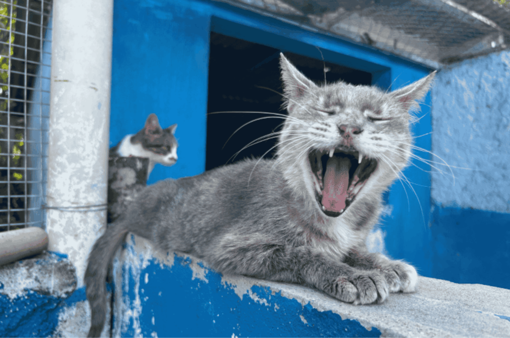 UAPA atualiza contato e reforça apelo por adoção responsável em Itajaí