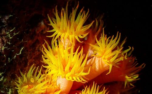 UFSC cria métodos para conter avanço do coral-sol no litoral de Santa Catarina