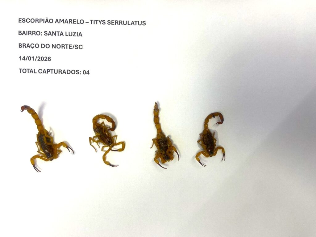 Captura de quarto escorpiões na mesma noite deixa alerta em Braço do Norte