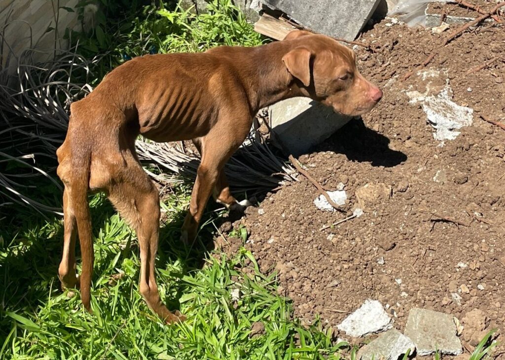 Cães acorrentados, sem água e desnutridos são resgatados em Urussanga