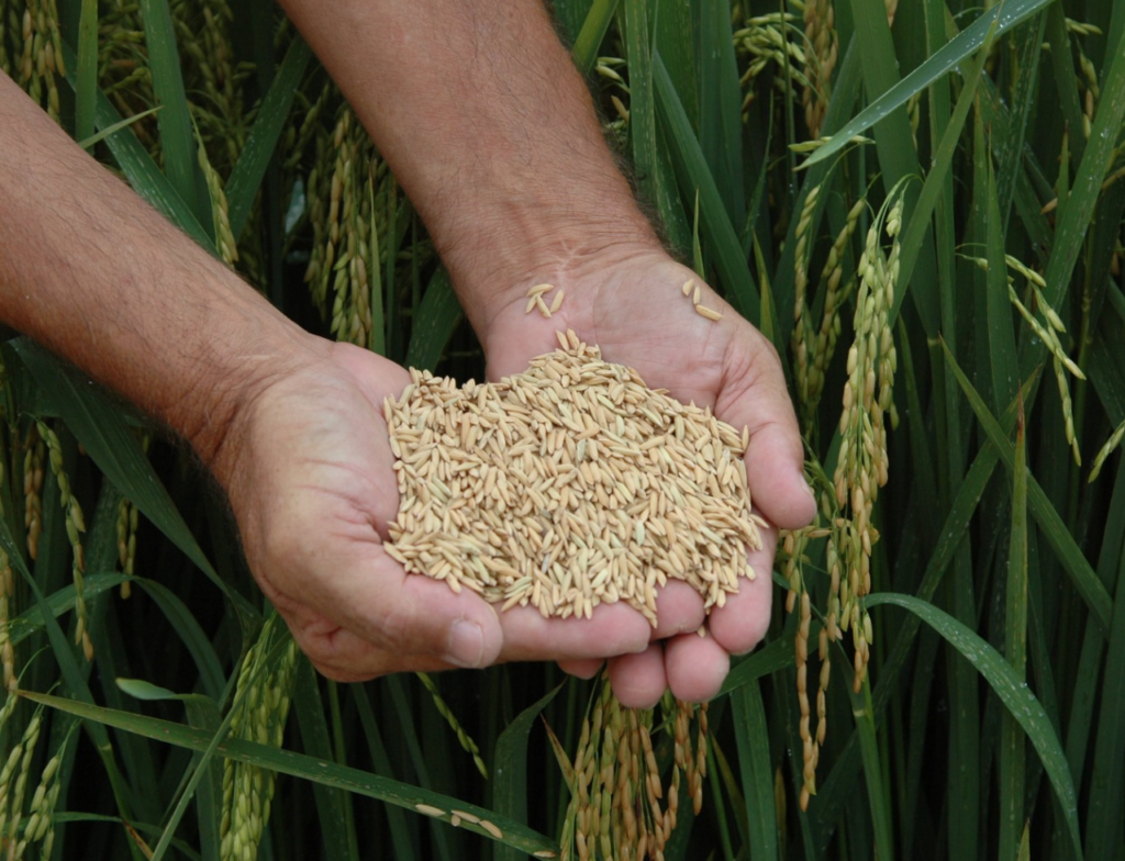 Setor do arroz de SC avança em diálogo com o governo do Estado