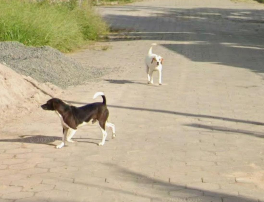 Moradores denunciam série de envenenamentos de cães em bairro de Criciúma