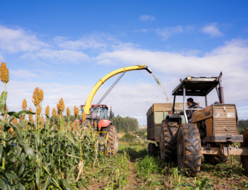 Agricultura de Morro da Fumaça atende 300 famílias e amplia apoio ao campo em 2025