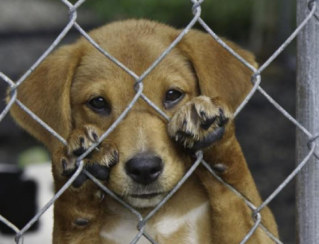Condenação por maus-tratos em Criciúma reforça importância da denúncia